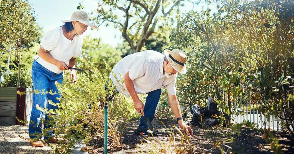 An active older couple wearing sun hats gardening outdoors, reflecting natural daily movement and blue zone longevity habits.