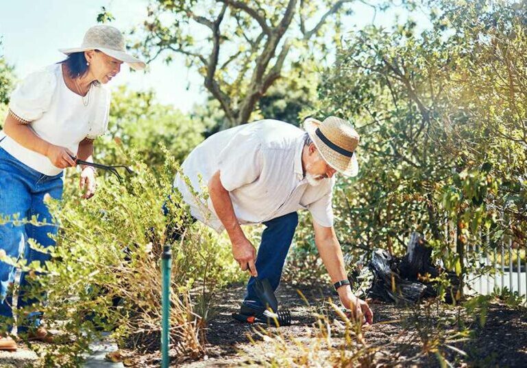 An active older couple wearing sun hats gardening outdoors, reflecting natural daily movement and blue zone longevity habits.